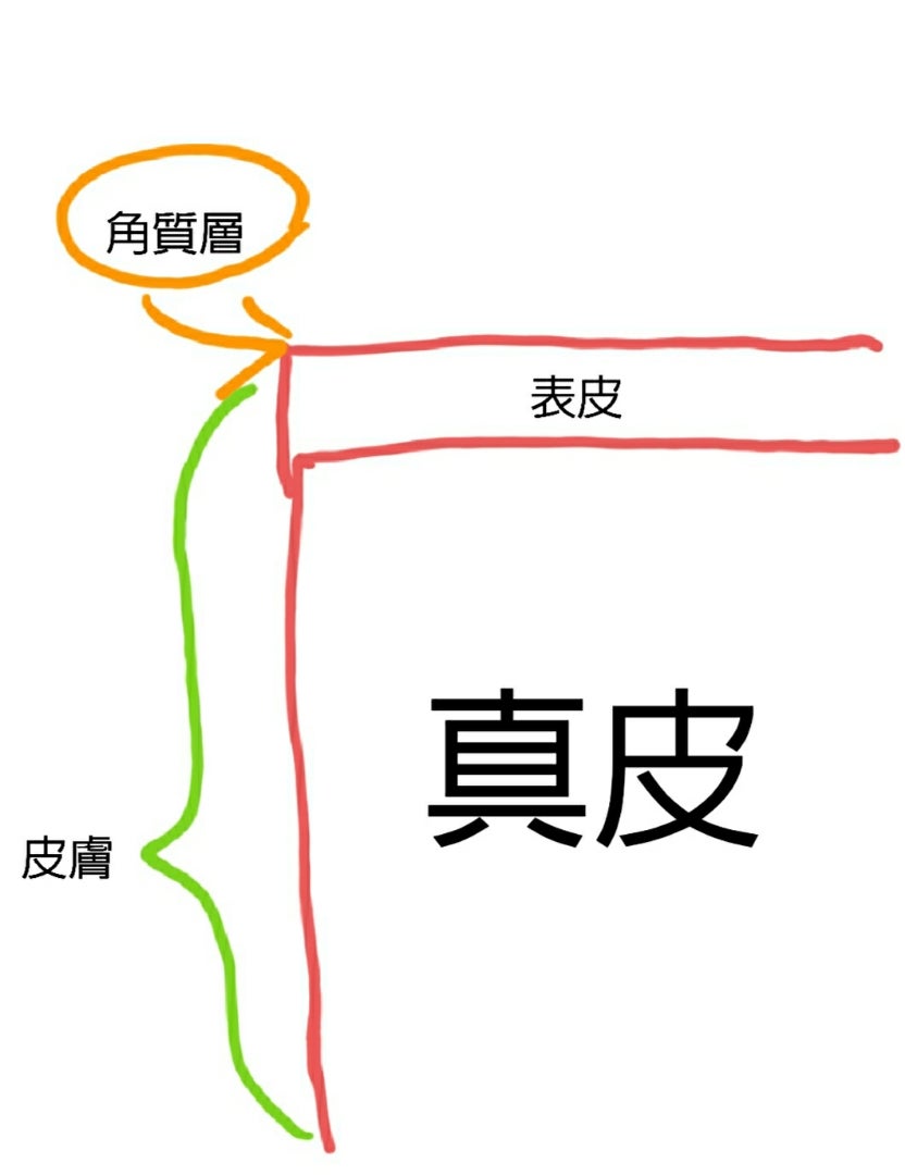 肌断面図